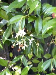 Trachelospermum