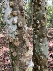Bombax ceiba