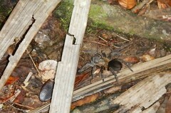 Spinosatibiapalpus trinitatis