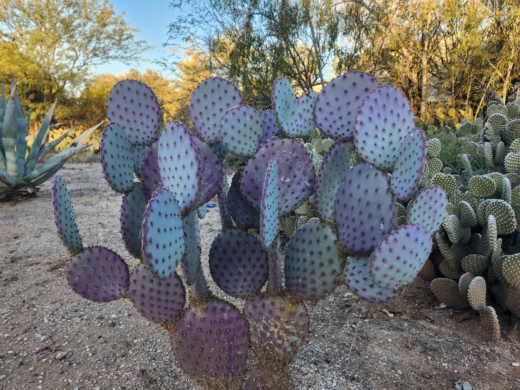 Santa Rita Pricklypear (Opuntia santa-rita)  iNaturalist