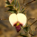 Daviesia uniflora - Photo (c) Sue Jaggar,  זכויות יוצרים חלקיות (CC BY-NC), הועלה על ידי Sue Jaggar