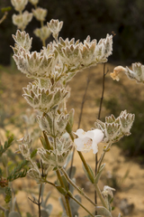 Dasymalla terminalis