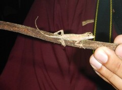 Anolis planiceps