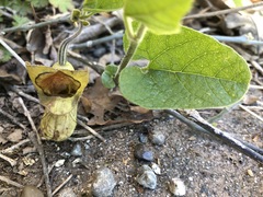Aristolochia californica