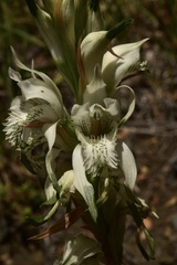 Chloraea piquichen