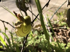 Aristolochia californica
