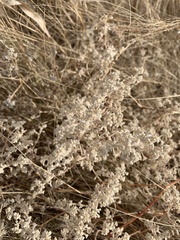 Krascheninnikovia lanata