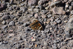 Junonia coenia coenia