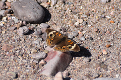 Junonia coenia coenia