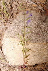 Scutellaria siphocampyloides