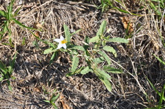 Solanum juvenale