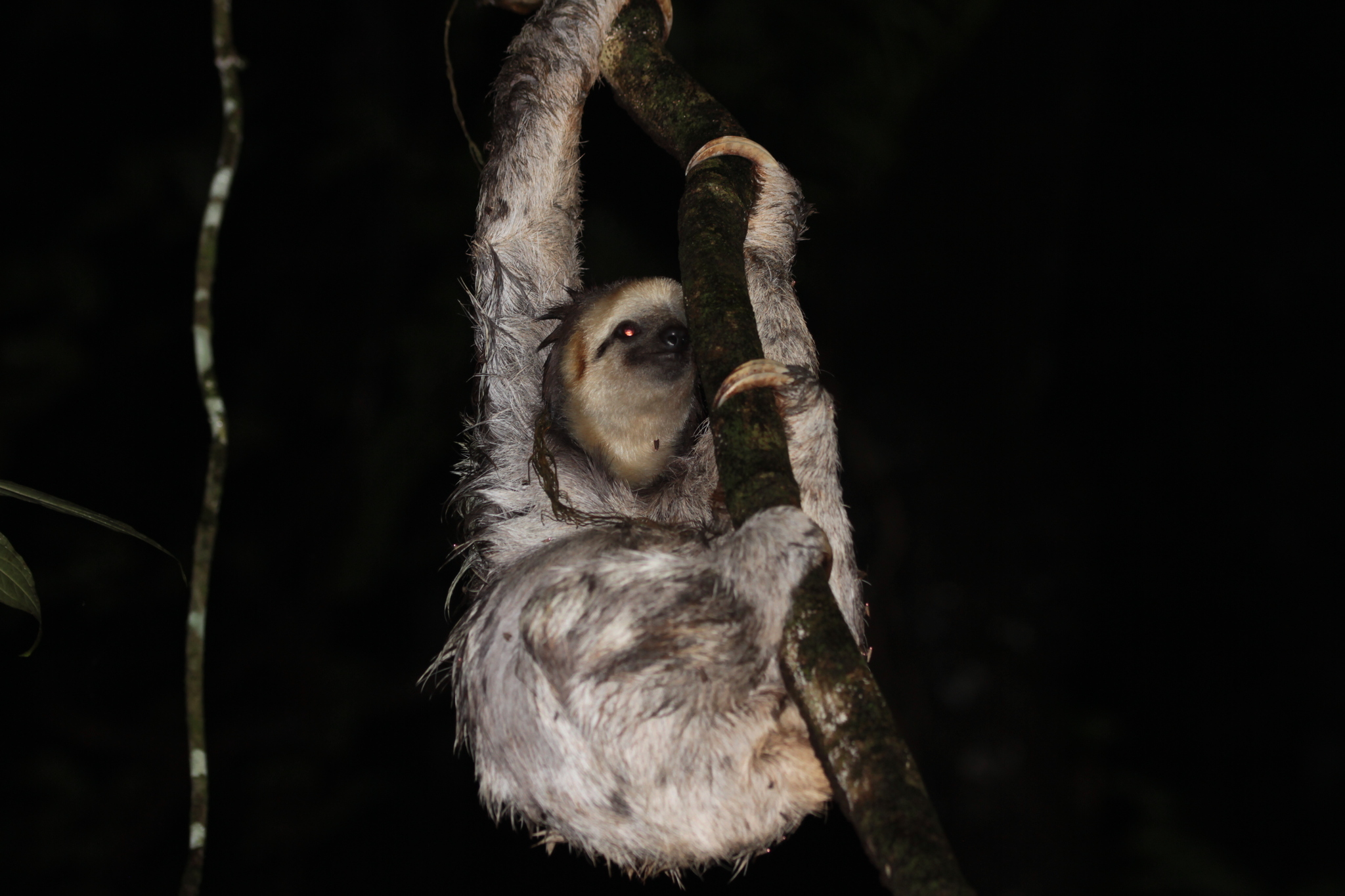 Bradypus tridactylus Linnaeus, 1758