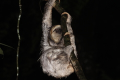 Bradypus tridactylus