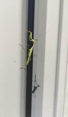 Pseudomantis albofimbriata