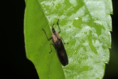 Raphirhinus phosphoreus