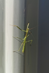 Pseudomantis albofimbriata