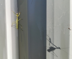 Pseudomantis albofimbriata