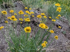 Helenium bigelovii