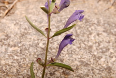 Scutellaria siphocampyloides