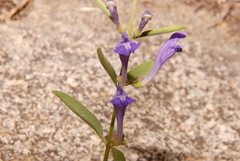Scutellaria siphocampyloides