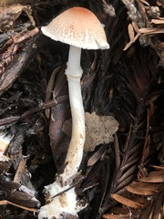 Lepiota castaneidisca