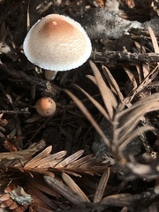 Lepiota castaneidisca