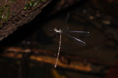 Chorismagrion risi