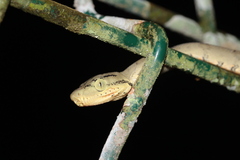 Corallus hortulana