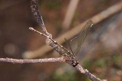 Chorismagrion risi