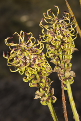 Grevillea eryngioides