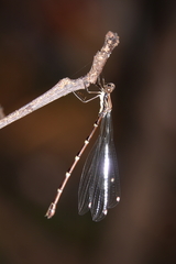 Chorismagrion risi