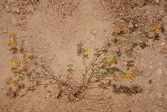 Acmispon decumbens decumbens