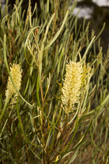 Grevillea biformis