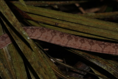Corallus hortulana