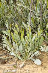Grevillea eryngioides