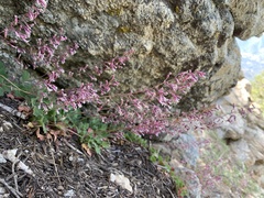 Heuchera caespitosa