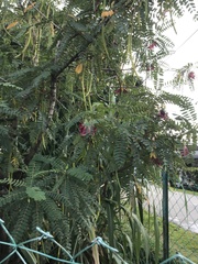 Sesbania grandiflora