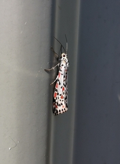 Utetheisa pulchelloides