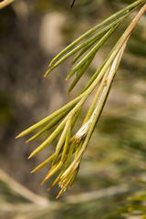 Grevillea hookeriana