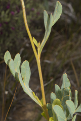 Grevillea eryngioides