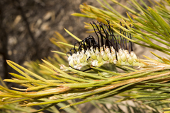 Grevillea hookeriana