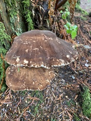 Jahnoporus