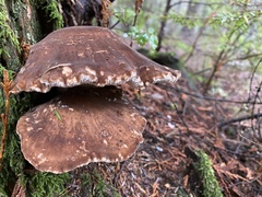 Jahnoporus