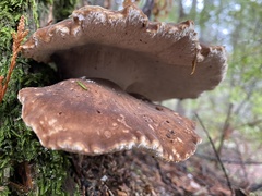 Jahnoporus