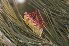 Grevillea hookeriana