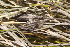 Grevillea hookeriana