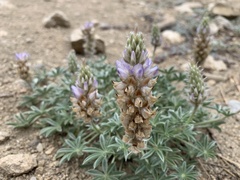 Lupinus lepidus
