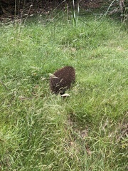 Tachyglossus aculeatus setosus