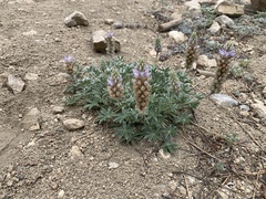 Lupinus lepidus