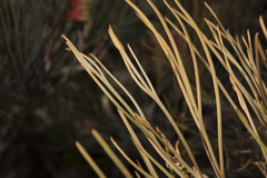 Grevillea hookeriana